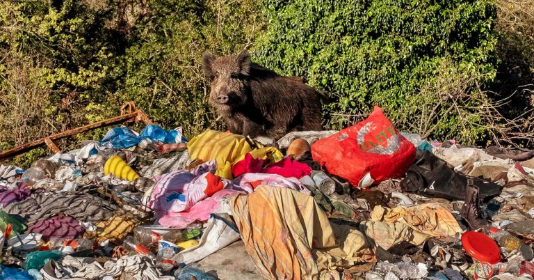 A Boar and Her 6 Piglets Are Killed at a Park in Rome