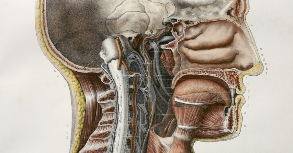 Doctors May Have Found Secretive New Organs in the Center of Your Head