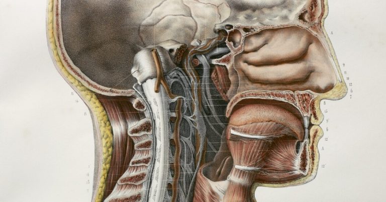 Doctors May Have Found Secretive New Organs in the Center of Your Head
